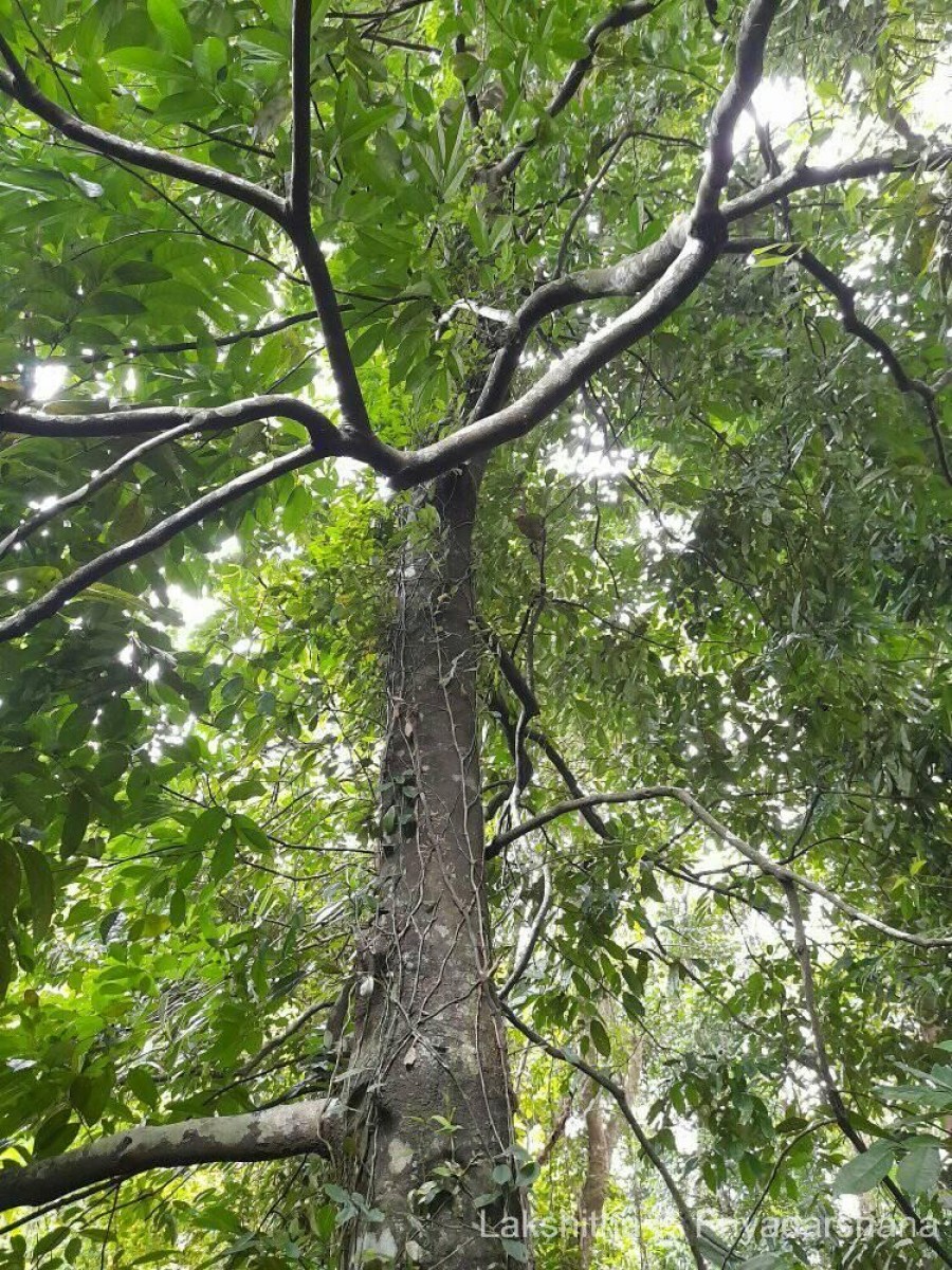 Diospyros koenigii Kosterm.